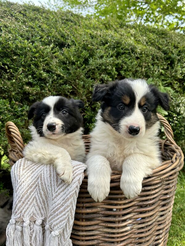 Border Collie puppies for sale in Welshpool/Y Trallwng, Powys – 1 year old - Image 5 of 14