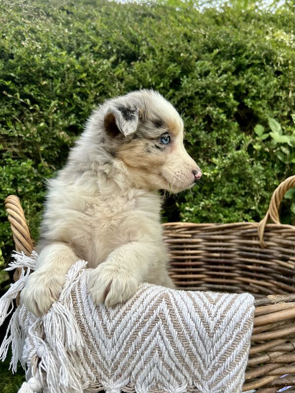 Border Collie puppies for sale in Welshpool/Y Trallwng, Powys – 1 year old - Image 6 of 14