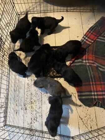 Border collie x Golden Retriever puppies - 4 weeks old for sale in Lostwithiel, Cornwall - Image 4