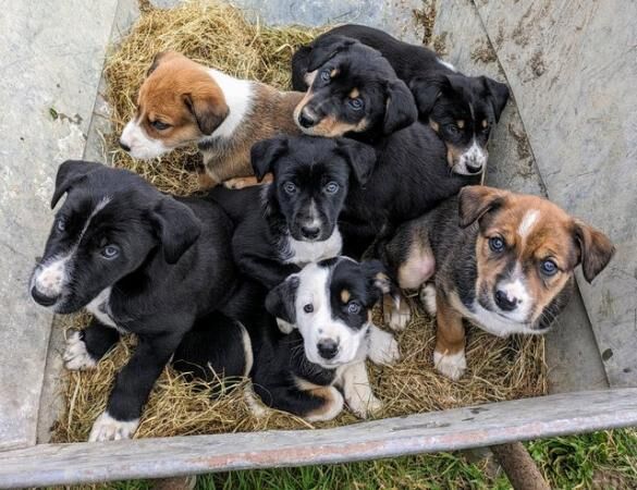 Border collie x Huntaway puppies for sale in Okehampton, Devon - Image 1