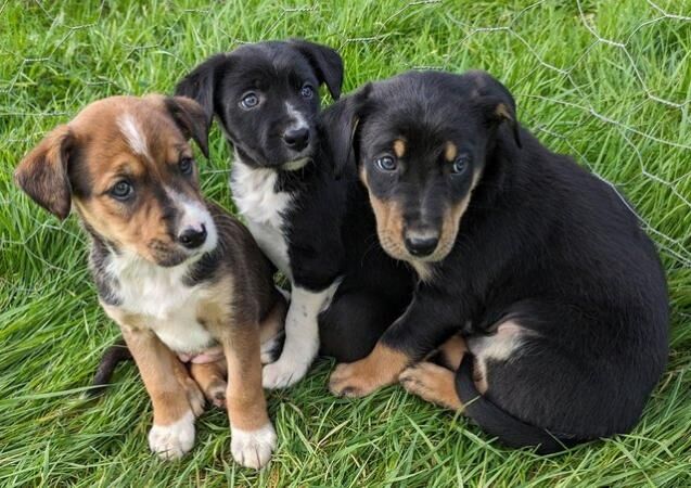 Border collie x Huntaway puppies for sale in Okehampton, Devon - Image 5