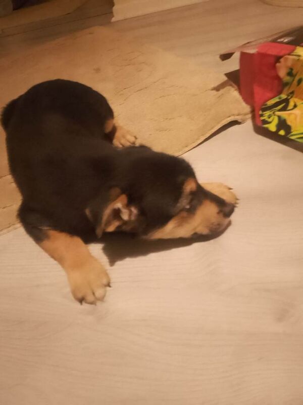 Border Collie puppies for sale in South Side, City of Edinburgh – 8 weeks old