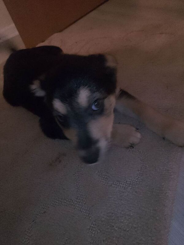 Border Collie puppies for sale in South Side, City of Edinburgh – 8 weeks old - Image 2 of 6