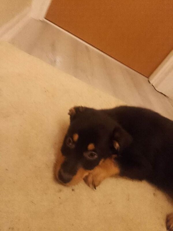 Border Collie puppies for sale in South Side, City of Edinburgh – 8 weeks old - Image 3 of 6