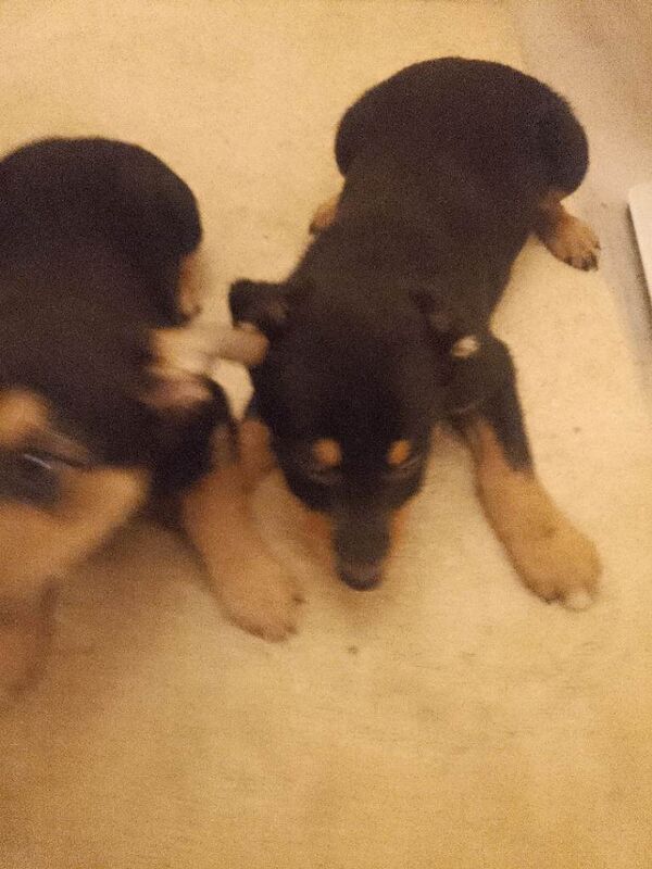 Border Collie puppies for sale in South Side, City of Edinburgh – 8 weeks old - Image 4 of 6