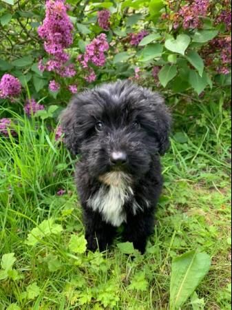 Border Collie x Poodle Puppies for sale in Norwich, Norfolk