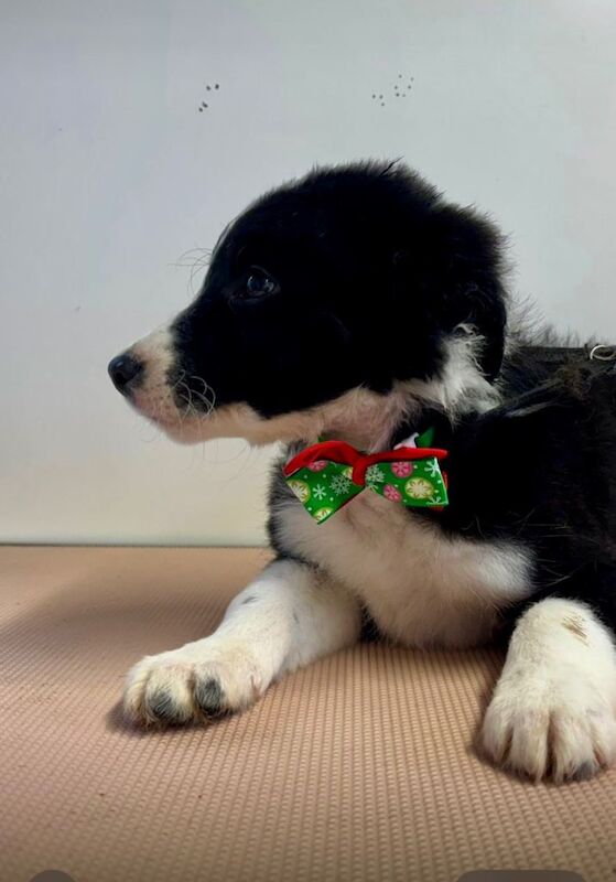 Border collie x puppies - Image 3 of 3