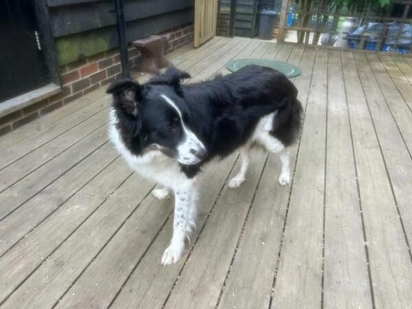 Border Collie X Whippet Puppies for sale in Steyning, West Sussex