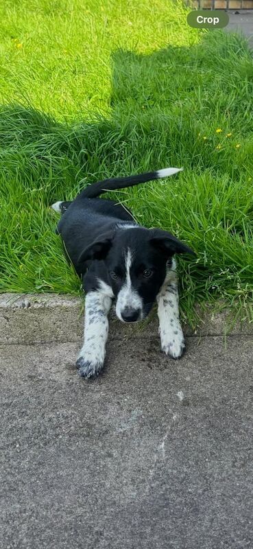 Border Collie puppies for sale in Kilmarnock, Ayrshire and Arran – 11 weeks old