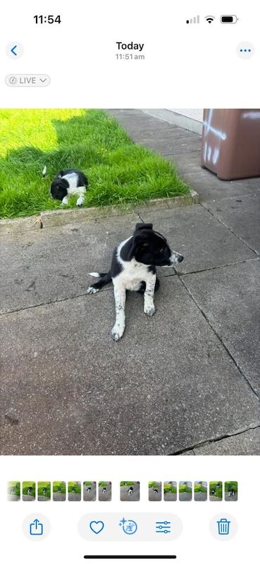 Border Collie puppies for sale in Kilmarnock, Ayrshire and Arran – 11 weeks old - Image 2 of 3