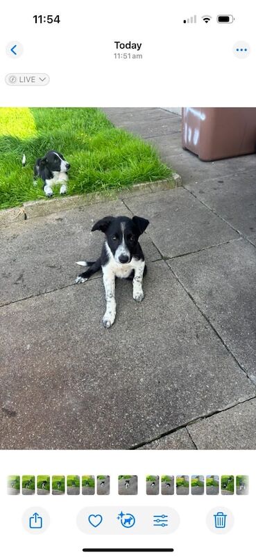 Border Collie puppies for sale in Kilmarnock, Ayrshire and Arran – 11 weeks old - Image 3 of 3