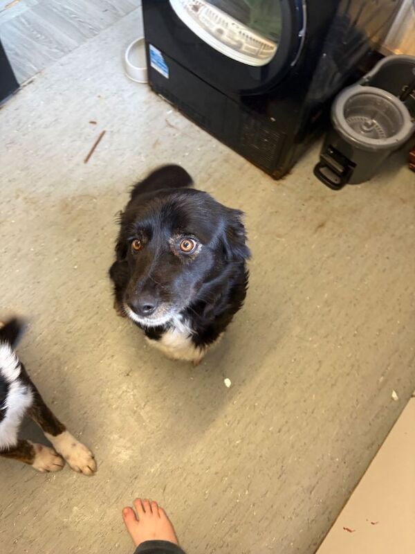 Border Collie puppies for sale in Neath, Neath Port Talbot – 4 years old - Image 2 of 3