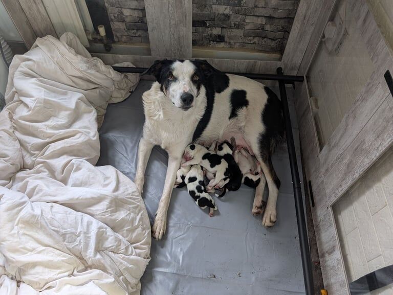 Border Collie puppies for sale in Wolverhampton, West Midlands – 7 weeks old