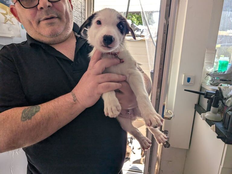 Border Collie puppies for sale in Wolverhampton, West Midlands – 7 weeks old - Image 2 of 3