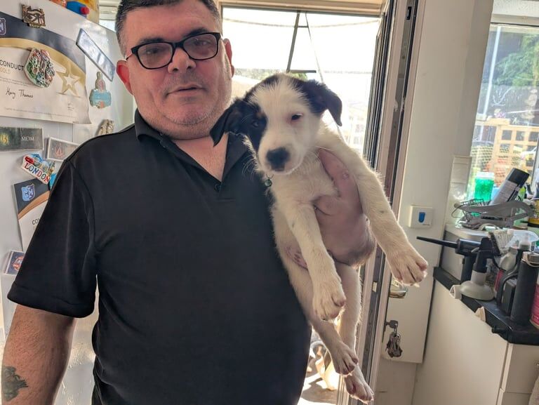 Border Collie puppies for sale in Wolverhampton, West Midlands – 7 weeks old - Image 3 of 3