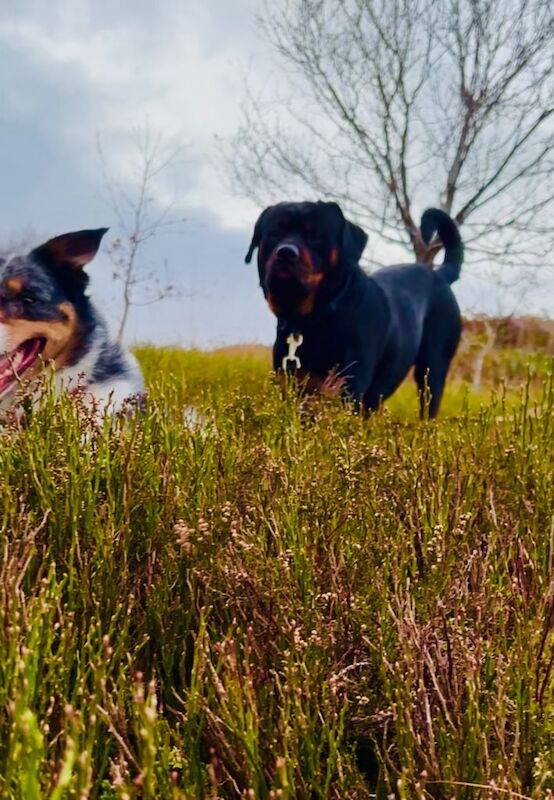 Border Rottie puppies for sale - Image 3 of 4