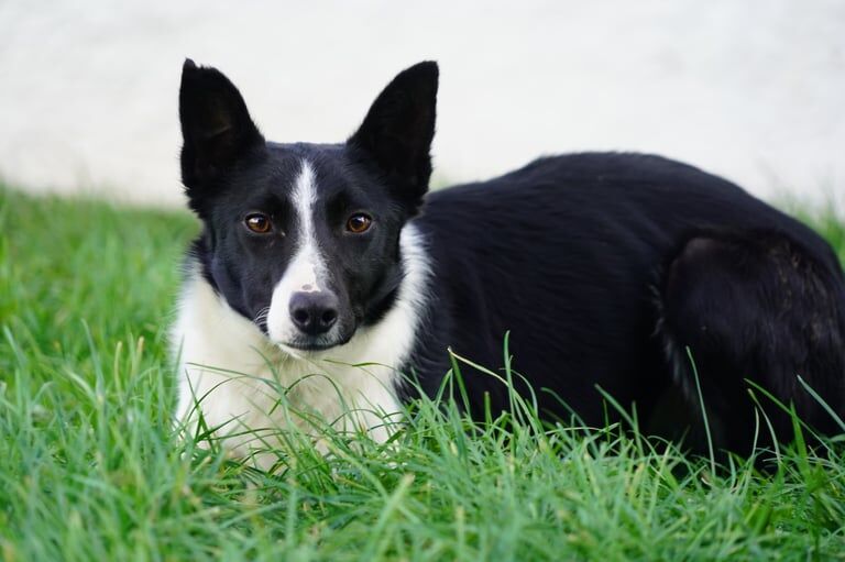 Border Collie puppies for sale in Kilmarnock, Ayrshire and Arran – 1 year old