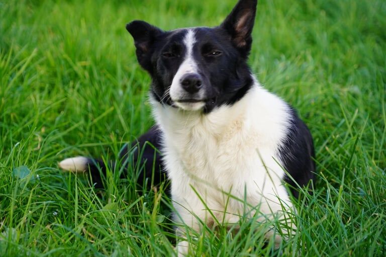 Border Collie puppies for sale in Kilmarnock, Ayrshire and Arran – 1 year old - Image 2 of 5