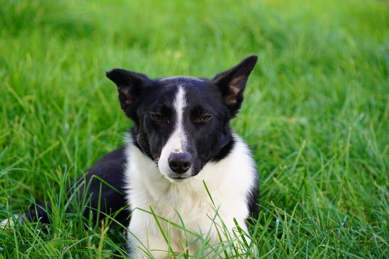 Border Collie puppies for sale in Kilmarnock, Ayrshire and Arran – 1 year old - Image 3 of 5