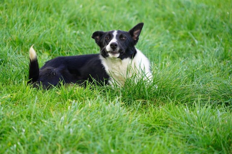 Border Collie puppies for sale in Kilmarnock, Ayrshire and Arran – 1 year old - Image 4 of 5