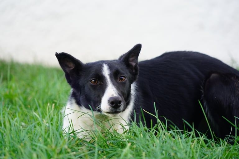 Border Collie puppies for sale in Kilmarnock, Ayrshire and Arran – 1 year old - Image 5 of 5