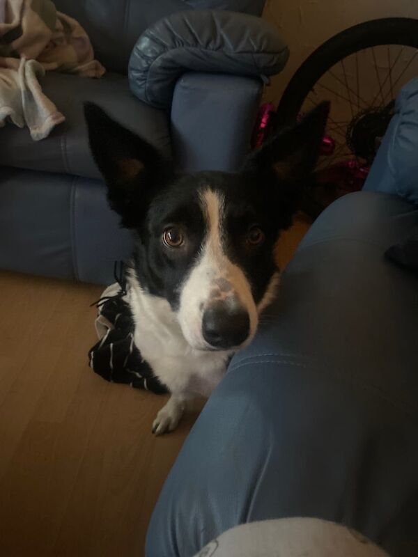 Border Collie puppies for sale in East Kilbride, Lanarkshire – 3 years old
