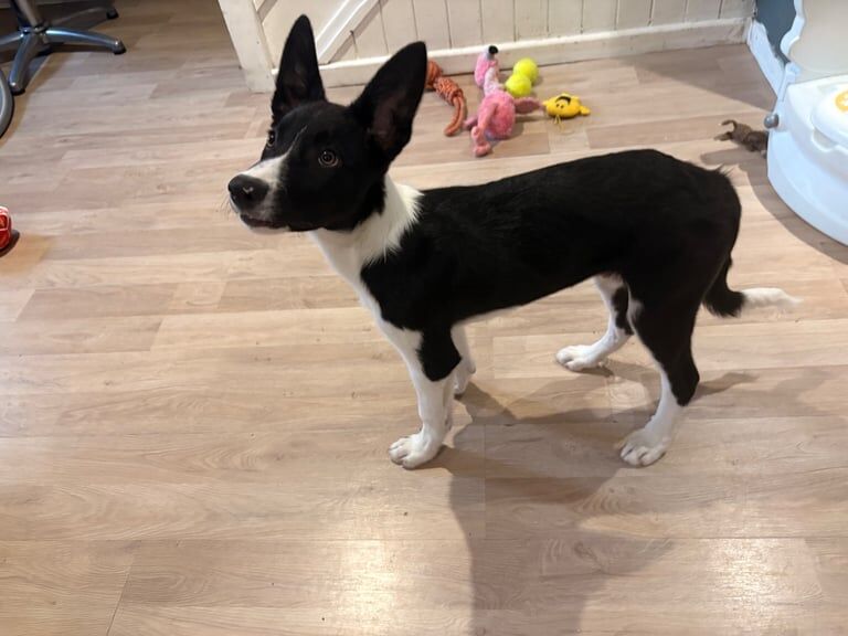 Border Collie puppies for sale in Merthyr Tydfil / Merthyr Tudful, Mid Glamorgan – 3 months old