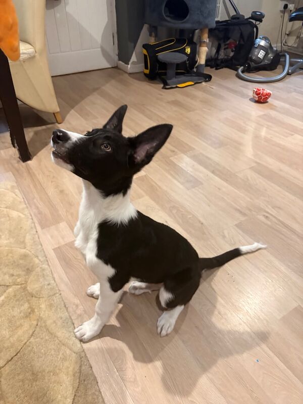 Border Collie puppies for sale in Merthyr Tydfil / Merthyr Tudful, Mid Glamorgan – 6 months old - Image 2 of 3