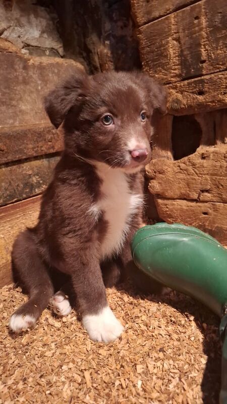 Border Collie puppies for sale in Sanquhar, Dumfries – 8 weeks old