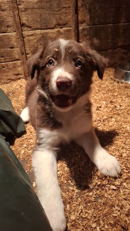 Border Collie puppies for sale in Sanquhar, Dumfries – 8 weeks old - Image 2 of 2