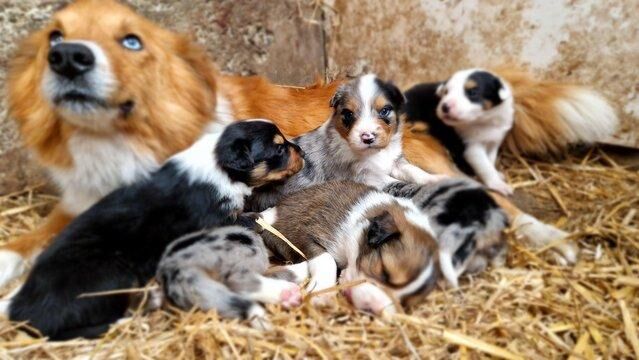 CARIAD litter of Welsh Sheepdog Border Collie pups for sale in Montgomery, Powys