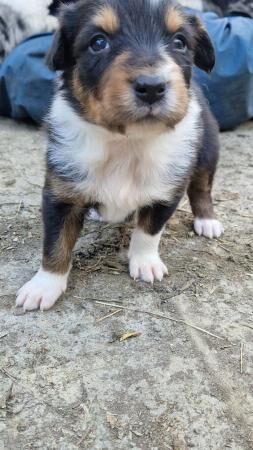 CARIAD litter of Welsh Sheepdog Border Collie pups for sale in Montgomery, Powys - Image 2