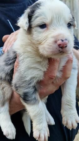 CARIAD litter of Welsh Sheepdog Border Collie pups for sale in Montgomery, Powys - Image 3