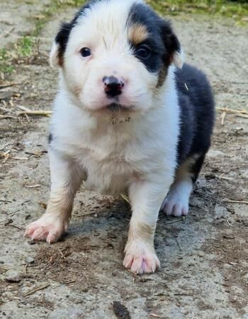 CARIAD litter of Welsh Sheepdog Border Collie pups for sale in Montgomery, Powys - Image 4