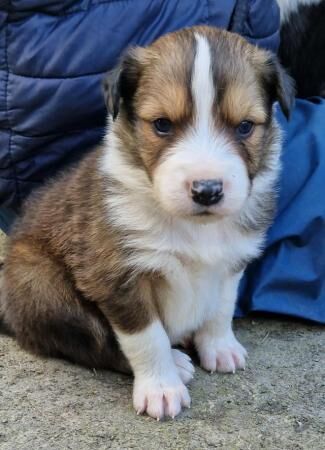 CARIAD litter of Welsh Sheepdog Border Collie pups for sale in Montgomery, Powys - Image 5