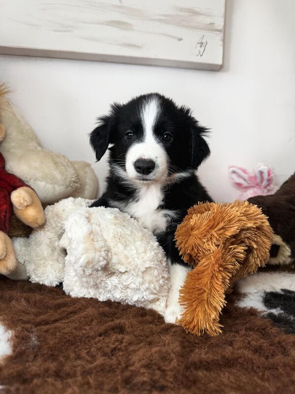 Champion Line Border Collie Puppies for sale in Wisbech, Cambridgeshire - Image 1