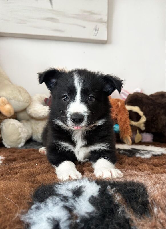 Champion Line Border Collie Puppies for sale in Wisbech, Cambridgeshire - Image 2