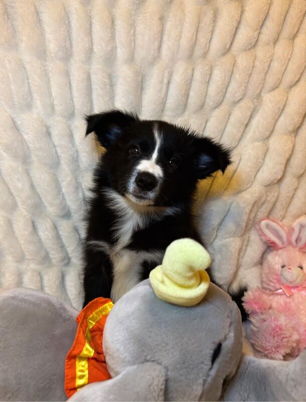 Champion Line Border Collie Puppies for sale in Wisbech, Cambridgeshire - Image 3