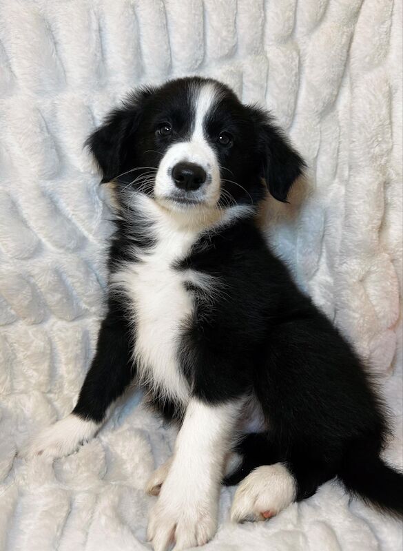 Champion Line Border Collie Puppies for sale in Wisbech, Cambridgeshire - Image 7