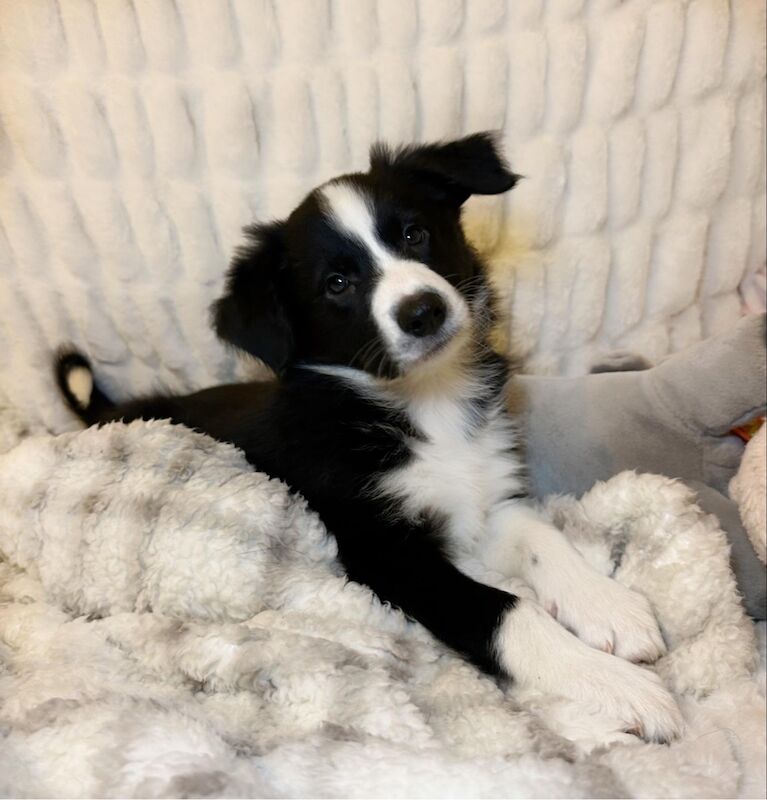 Champion Line Border Collie Puppies for sale in Wisbech, Cambridgeshire - Image 8