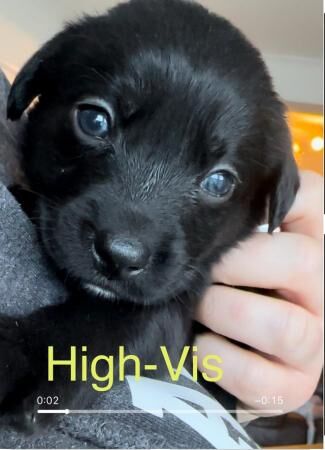 Choc Labrador x Border Collie (Borador) Puppies for sale in Chandler's Ford, Hampshire - Image 1
