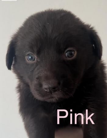 Choc Labrador x Border Collie (Borador) Puppies for sale in Chandler's Ford, Hampshire - Image 2