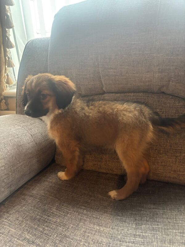 Cockerer-spaniel x border collie for sale in Kilmarnock, Ayrshire and Arran