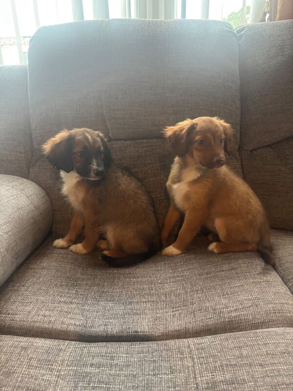 Cockerer-spaniel x border collie for sale in Kilmarnock, Ayrshire and Arran | Image 2