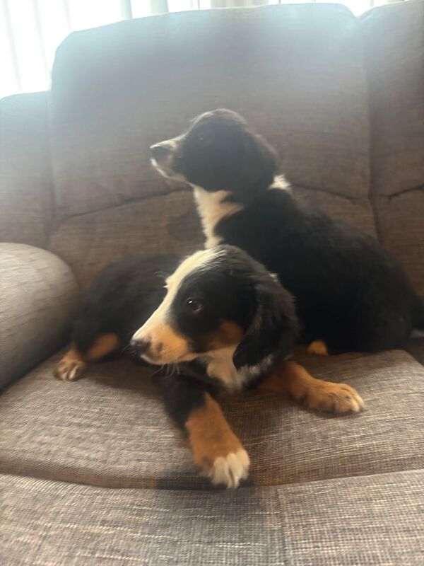 Border Collie puppies for sale in Kilmarnock, Ayrshire and Arran – 9 months old - Image 3 of 3