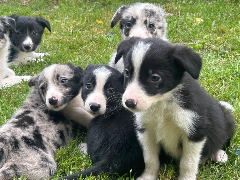 Border Collie puppies for sale in Robertsbridge, East Sussex – 8 weeks old