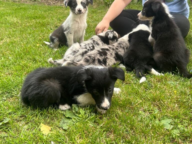 Border Collie puppies for sale in Robertsbridge, East Sussex – 8 weeks old - Image 2 of 3