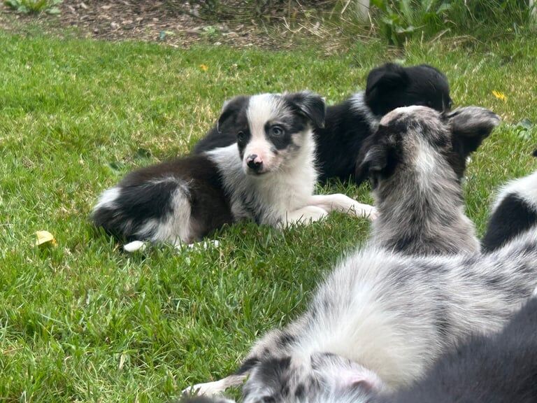 Border Collie puppies for sale in Robertsbridge, East Sussex – 8 weeks old - Image 3 of 3