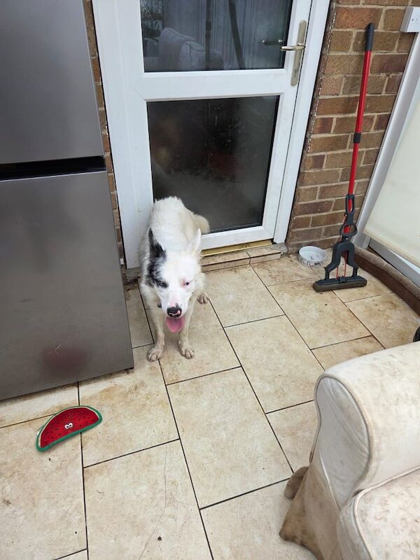 Border Collie puppies for sale in Ripon, North Yorkshire – 1 year old