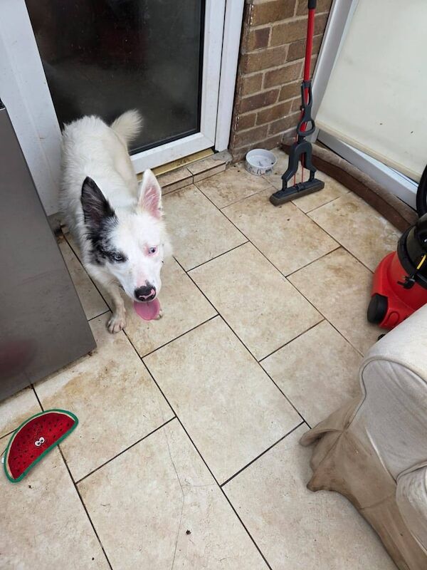 Border Collie puppies for sale in Ripon, North Yorkshire – 1 year old - Image 2 of 2